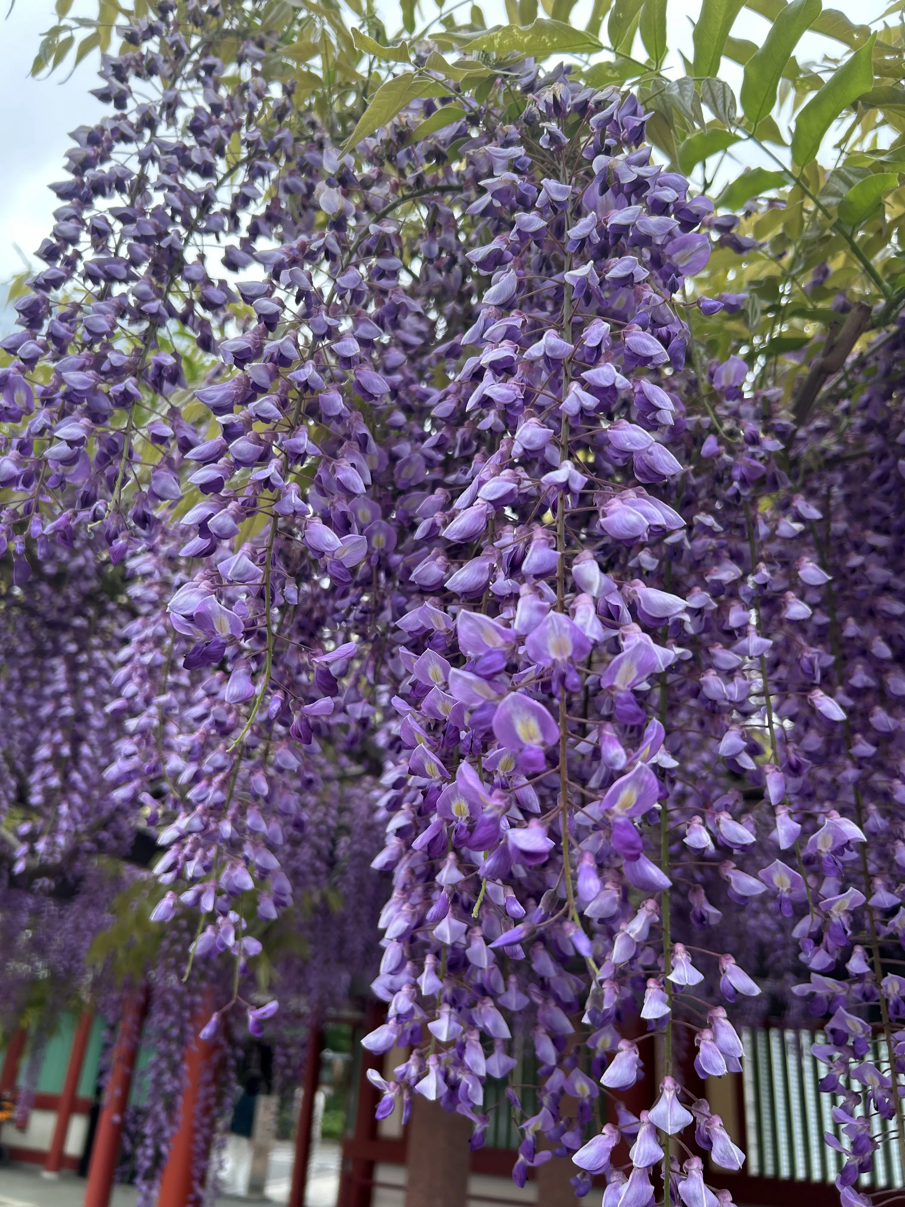 デニムコーデで花散歩　都内屈指のパワースポット日枝神社の藤の花に誘われて_1_6