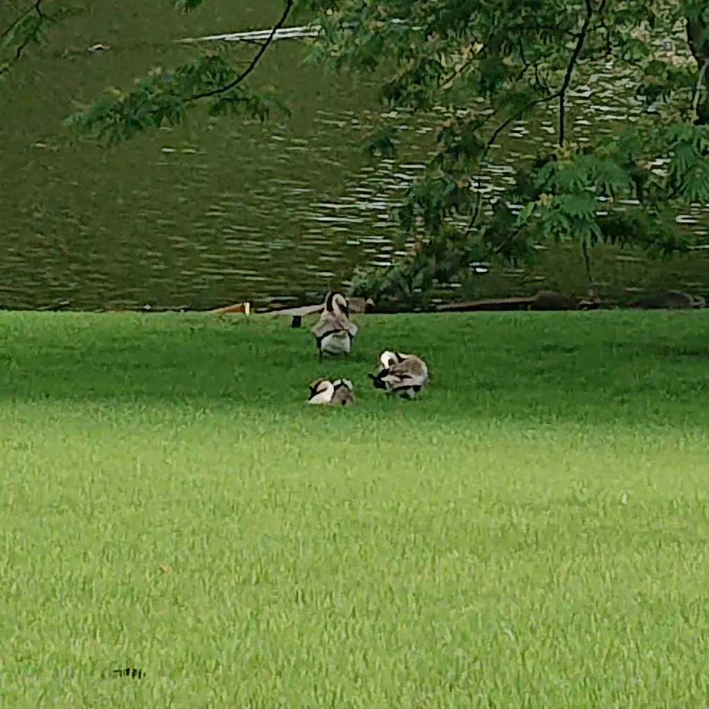 芝生の上の鴨