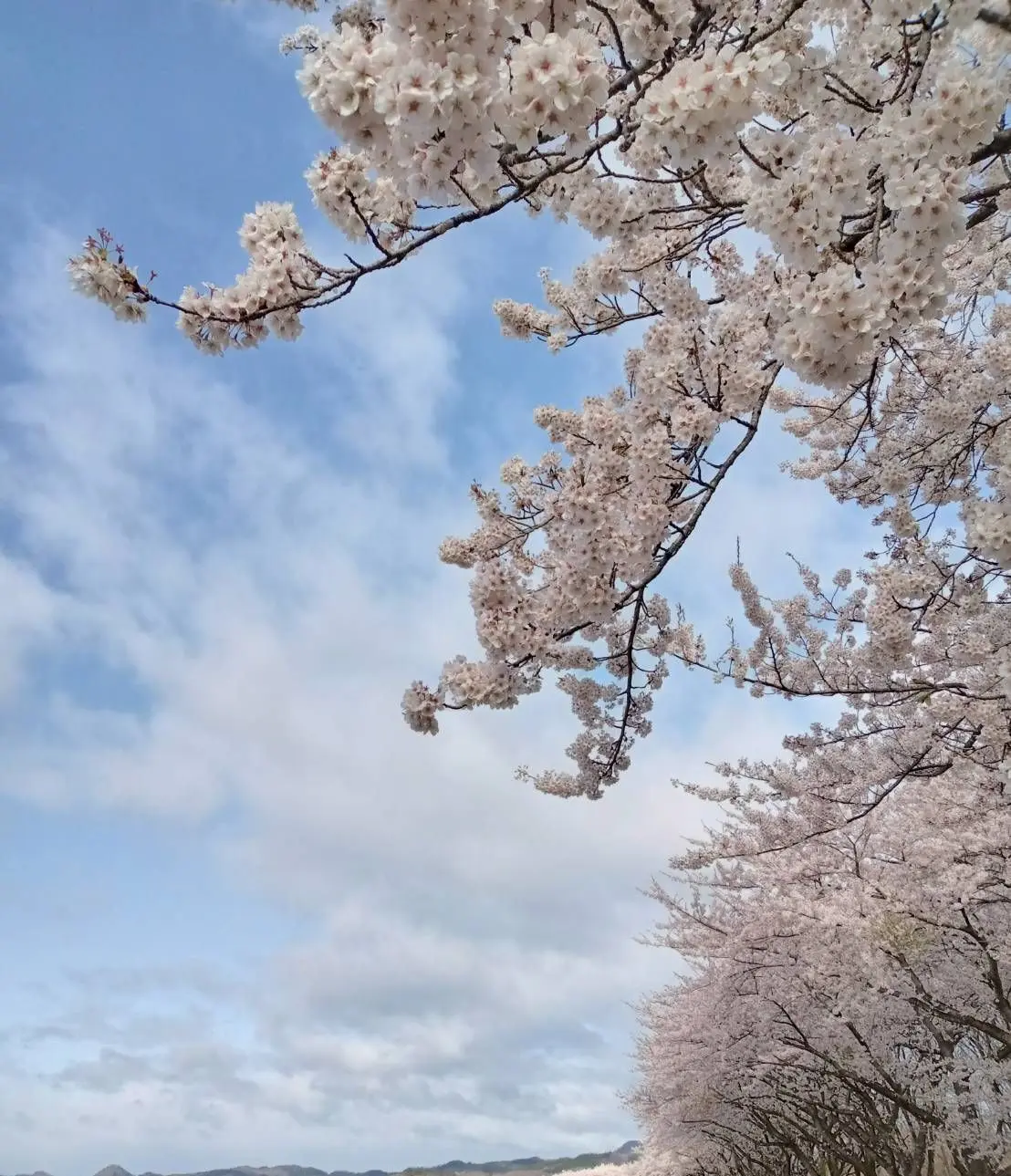 遅ればせながら、北国の桜が満開です。_1_7