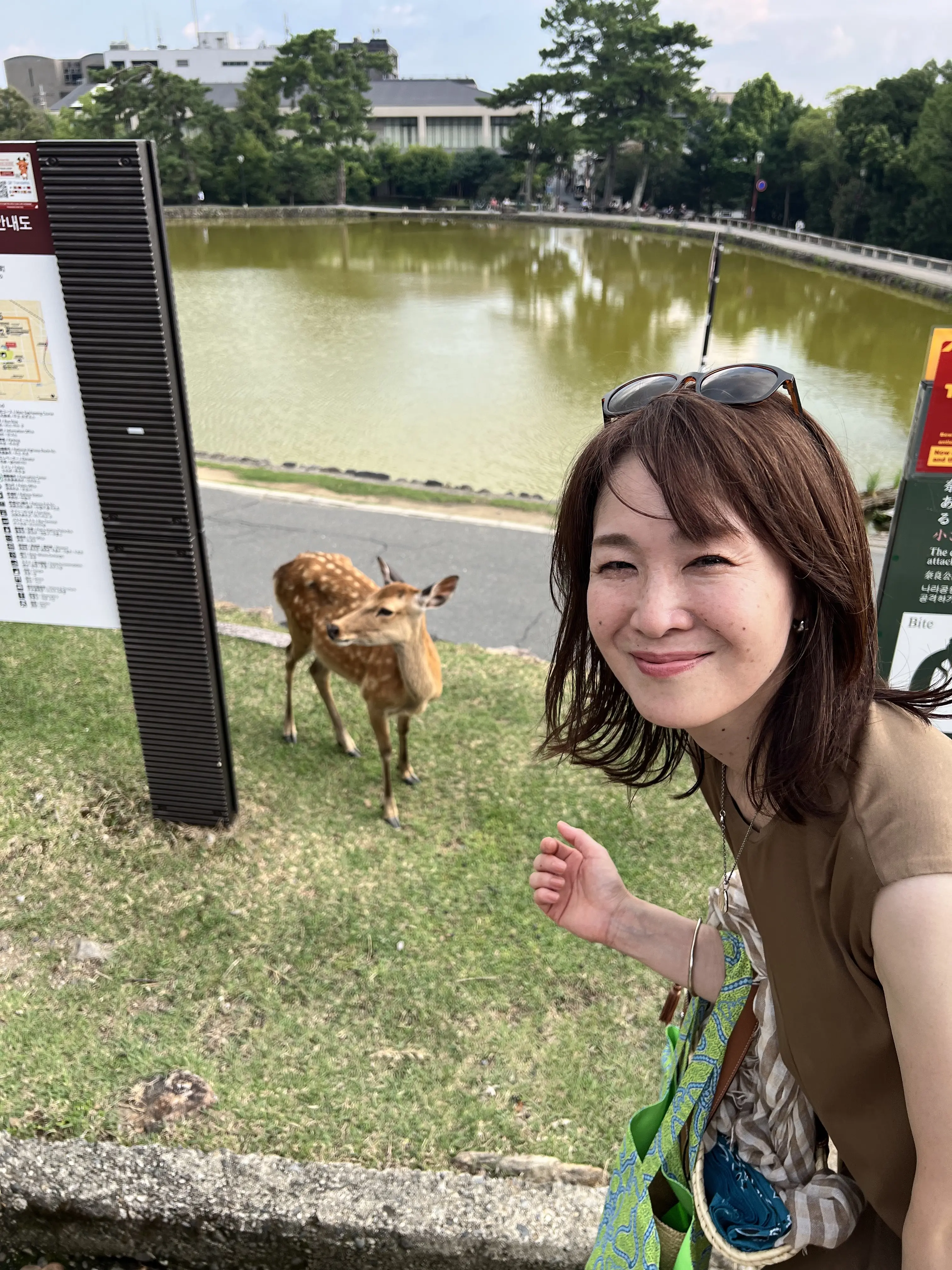 奈良の鹿
