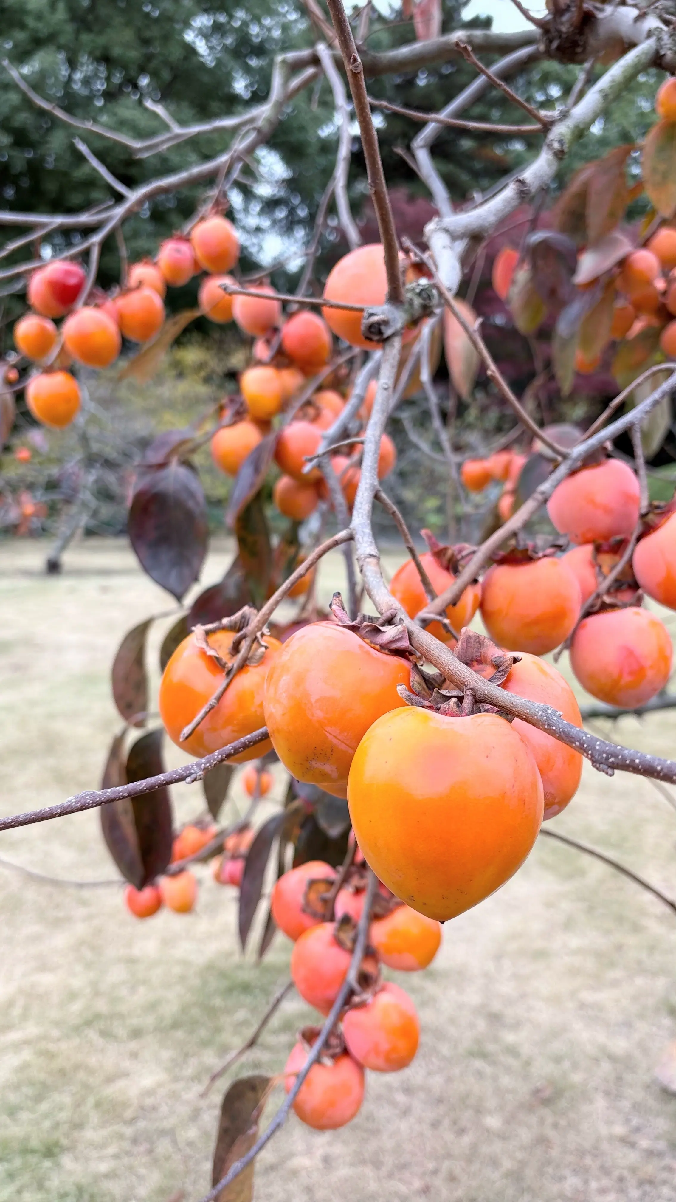 乾通り散策＊GUコーデ_1_7