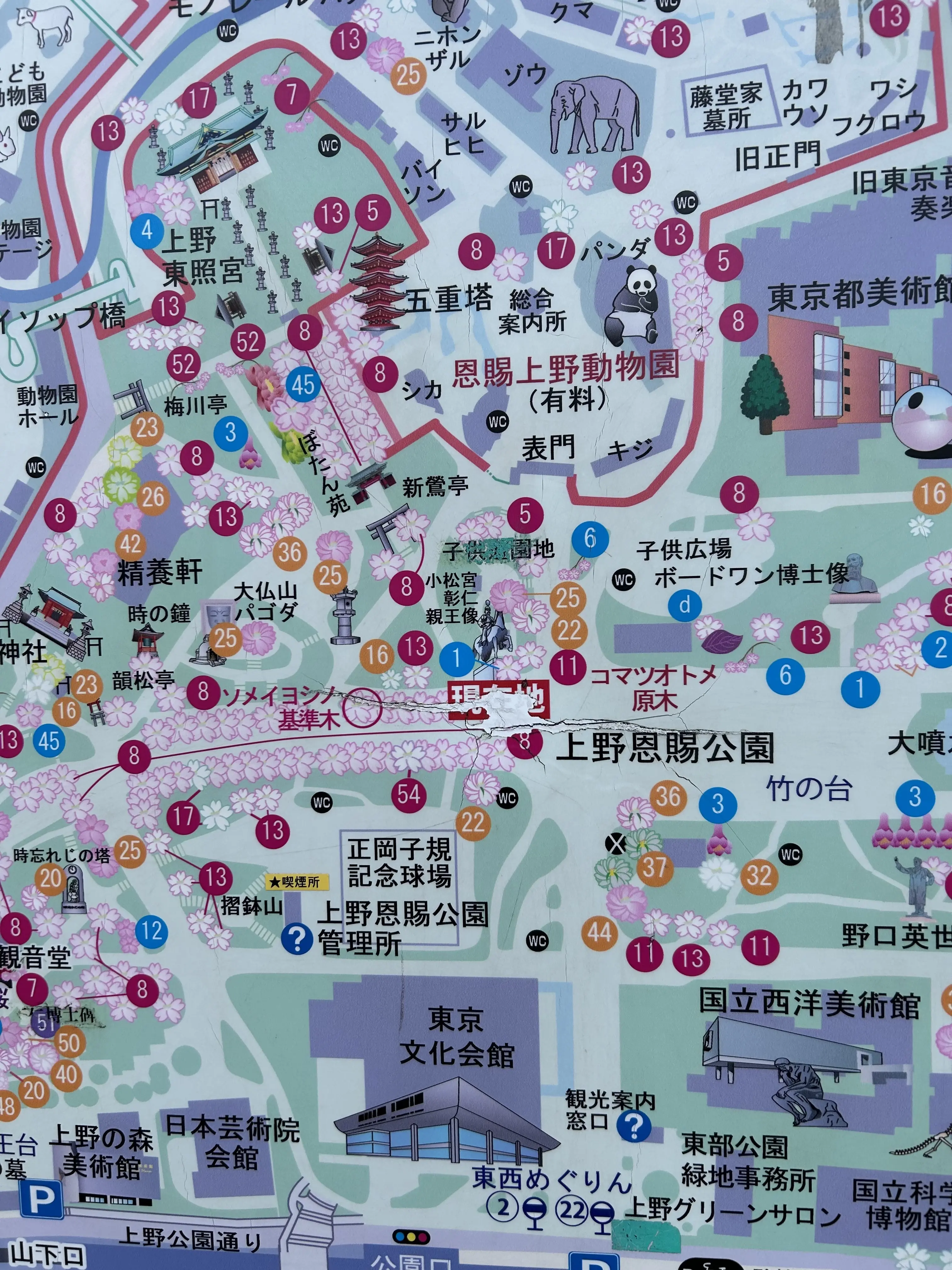 上野公園桜マップ