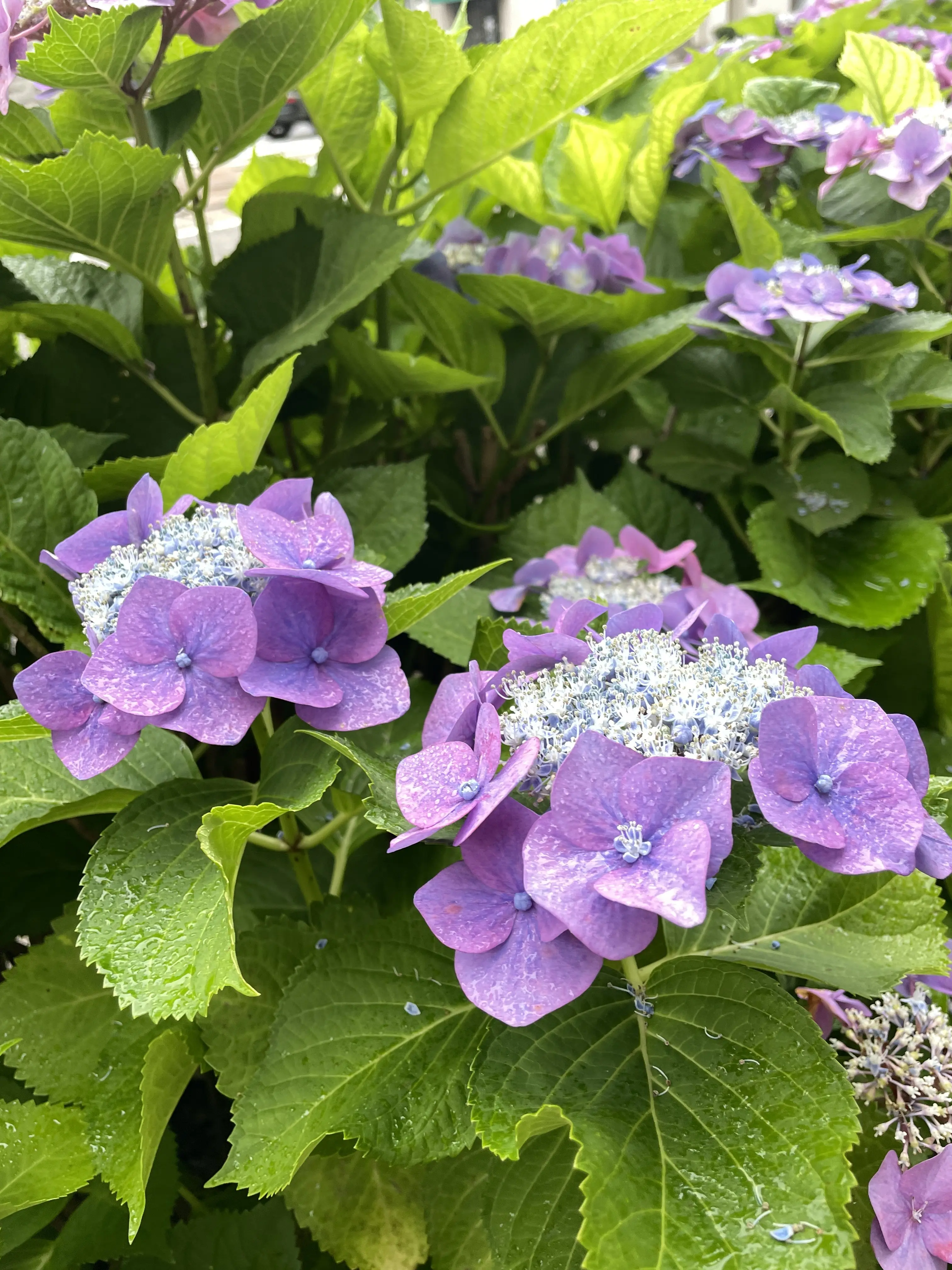 初かもめに乗って長崎へ、そして雲仙地獄巡りをしてきました_1_25
