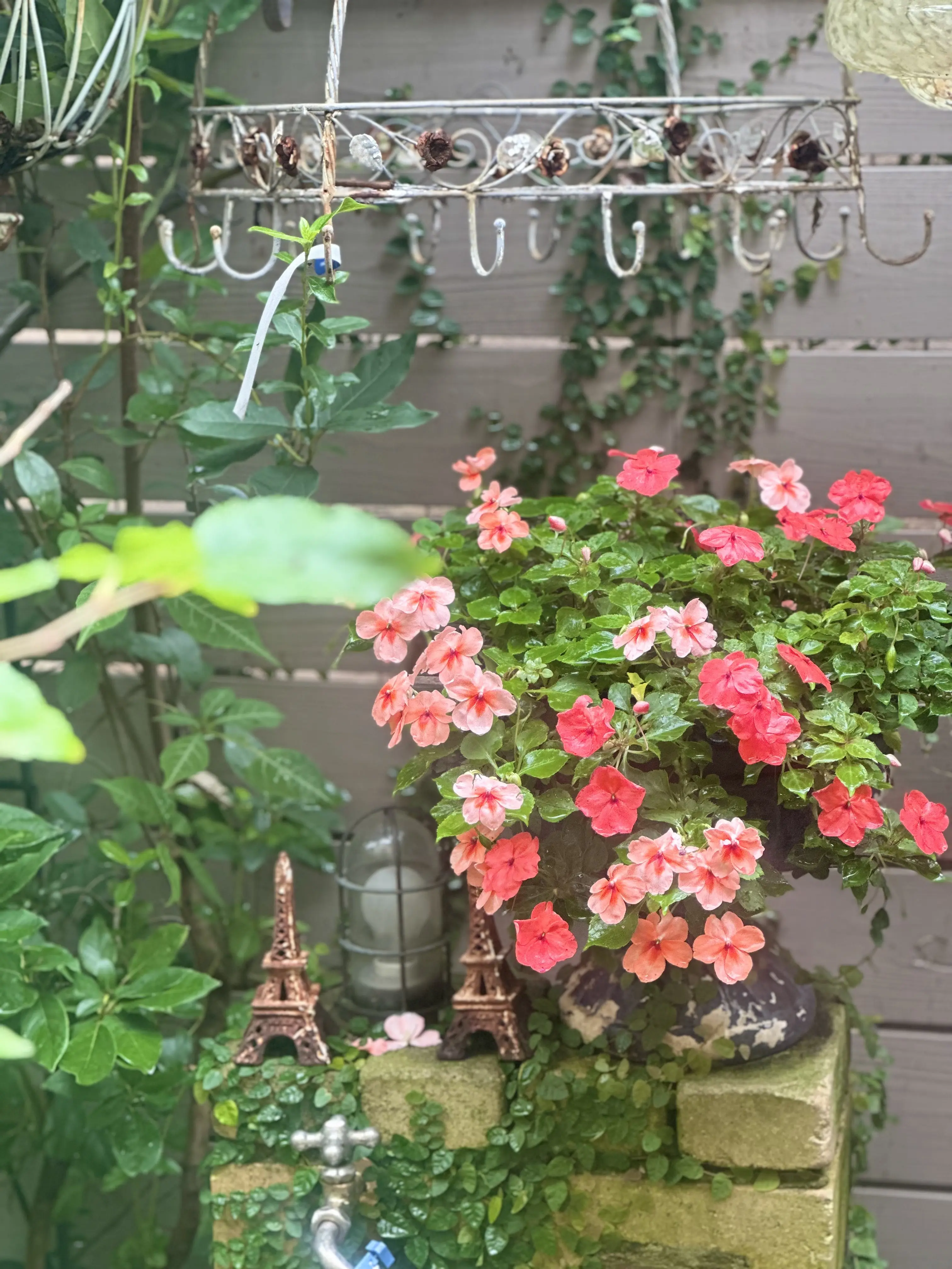 10月も下旬、本格的な秋到来！植物たちも変容し始めました。_1_6