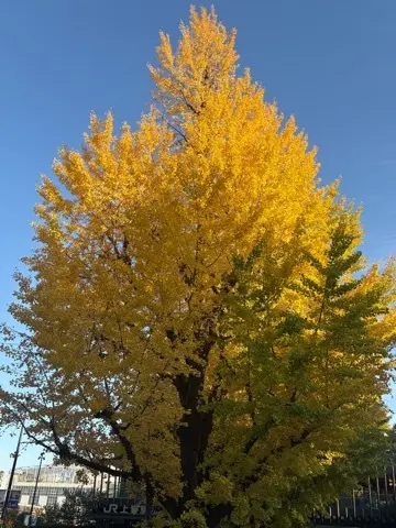 国立西洋美術館〜印象派〜展へ_1_3