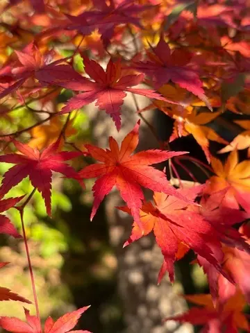 想像以上の絶景に出会えた神奈川の紅葉の見どころ〜北鎌倉・鎌倉編〜_1_5