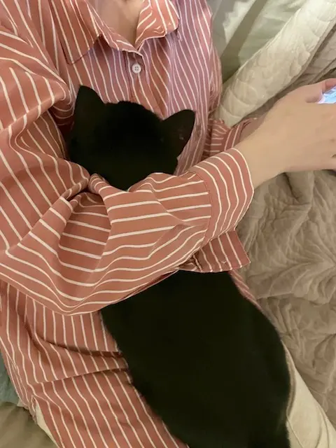ねこ　保護猫　