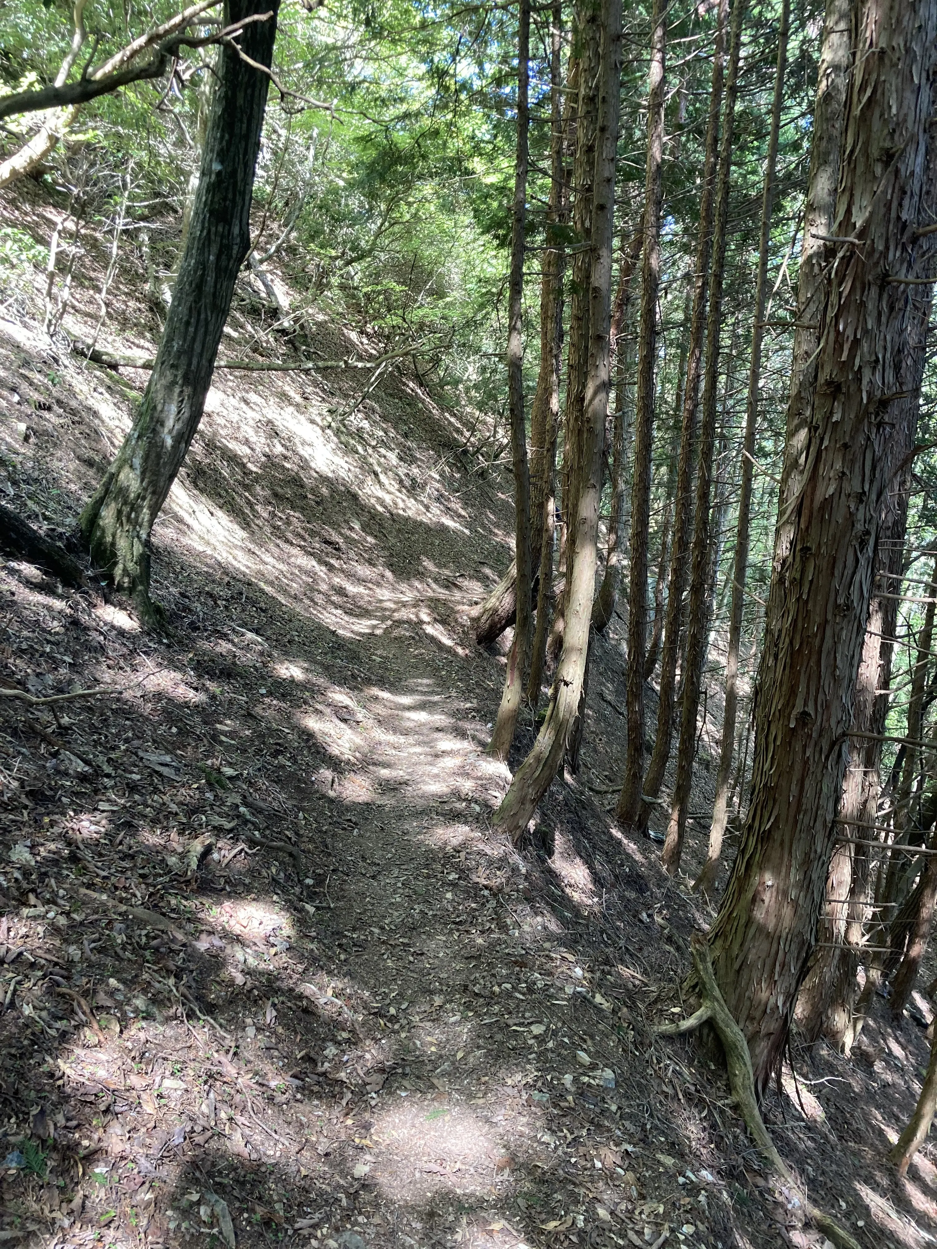 新緑の季節、京都愛宕山に登ってきました。_1_9