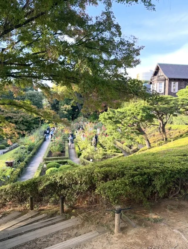 美しいバラと紅葉、旧古河庭園へ_1_5