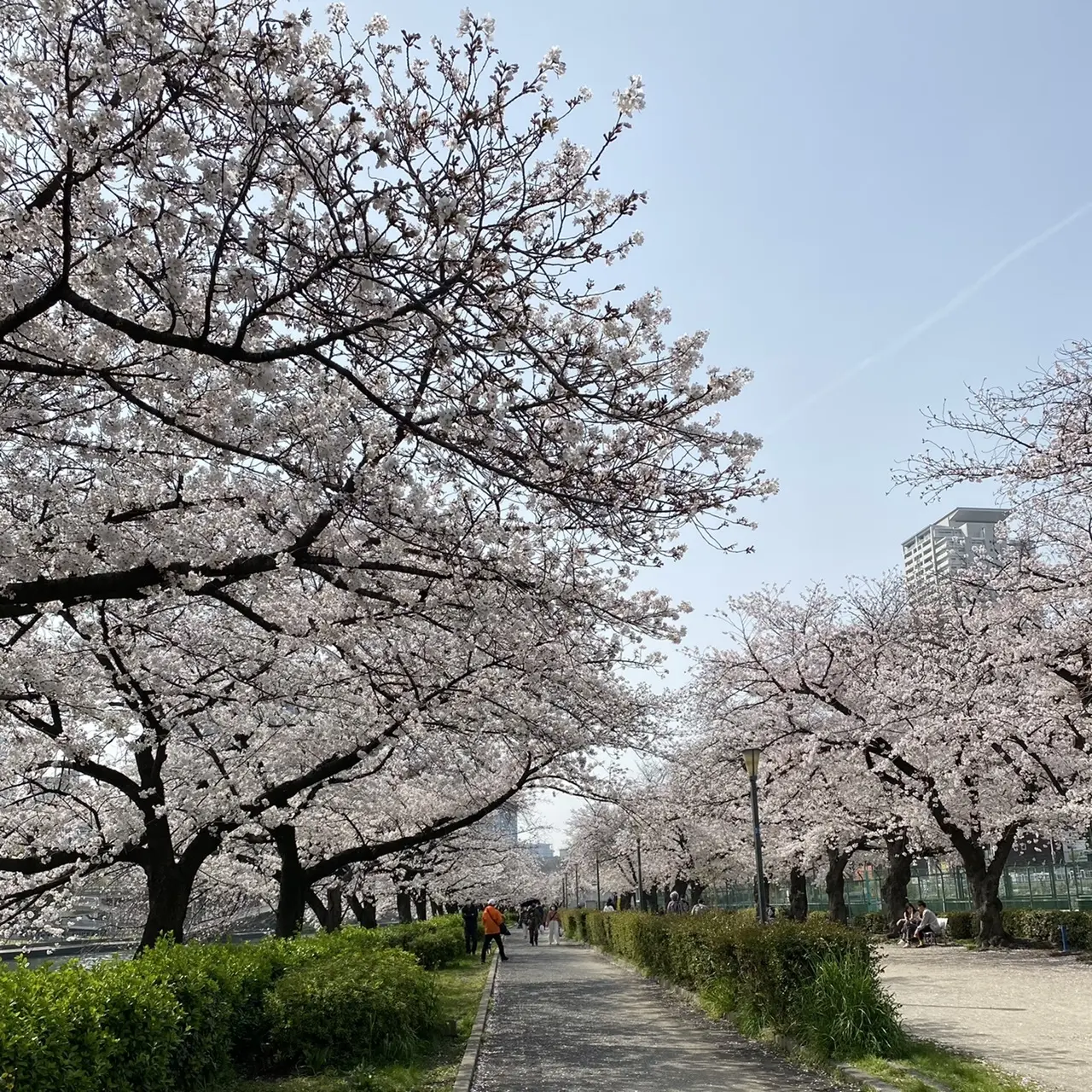 北新地でランチの後は桜の名所までお散歩♫_1_4