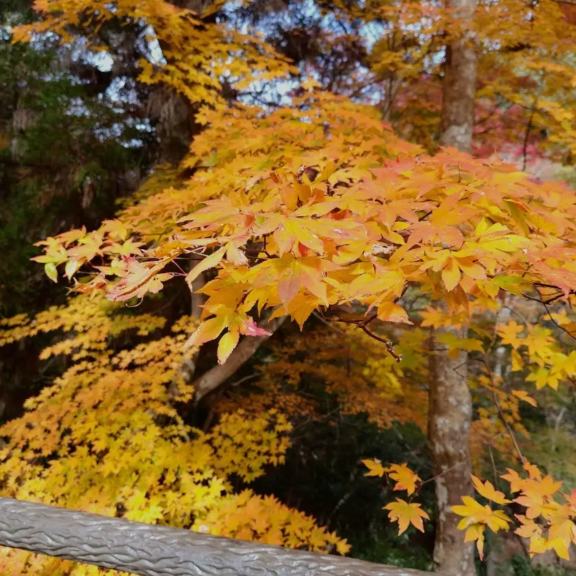 箕面の紅葉　黄金のもみじ