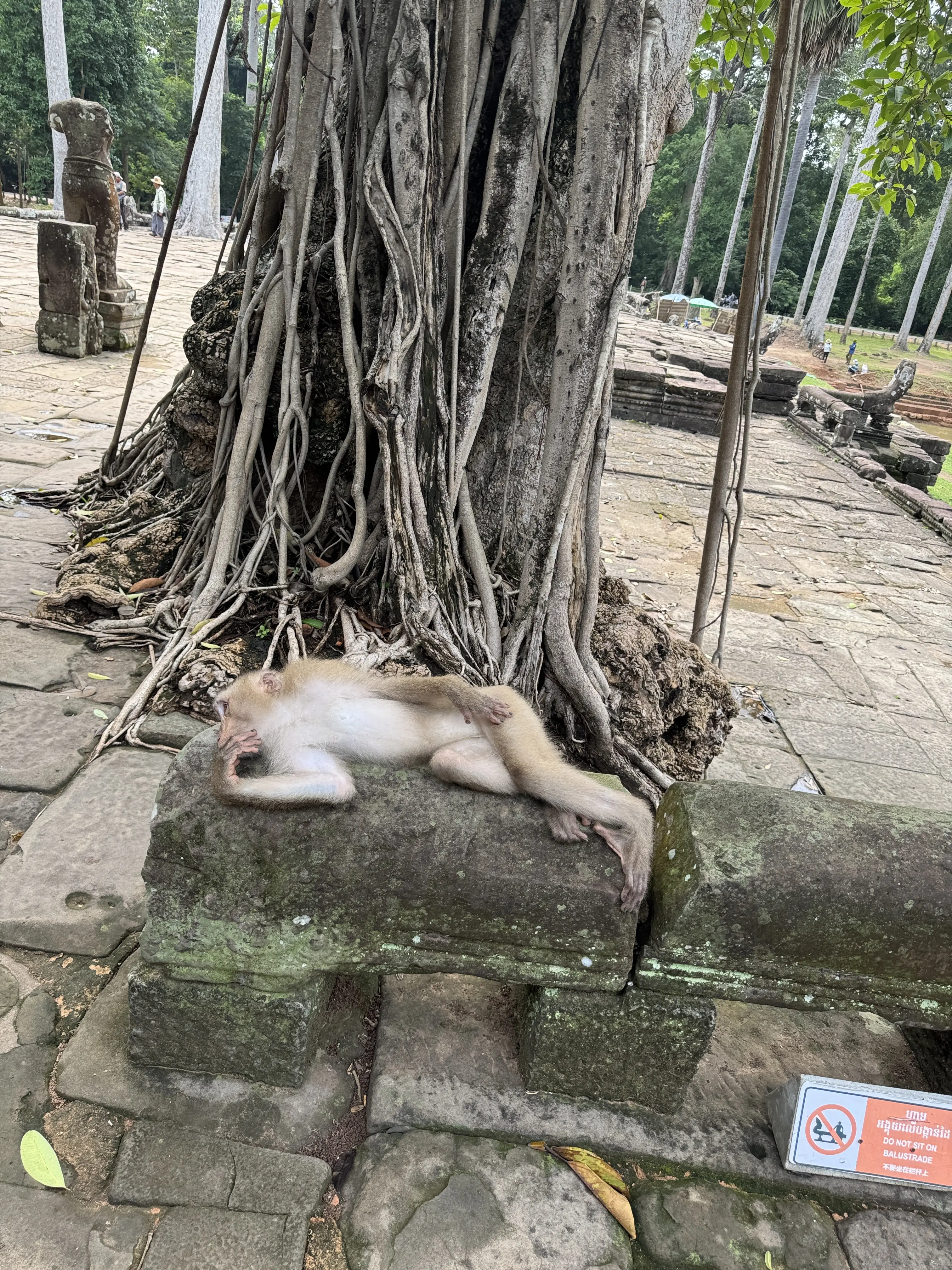 夏旅 to CAMBODIA🇰🇭後編（必見遺跡 BEST3)_1_20