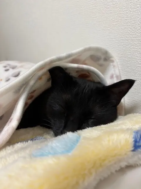 ねこ　保護猫　