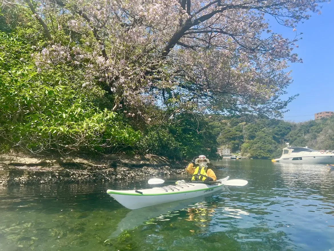 カヤックで桜の見所へ