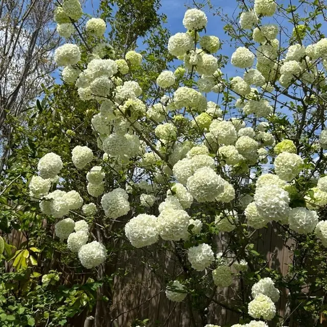 庭園内の白い紫陽花の花