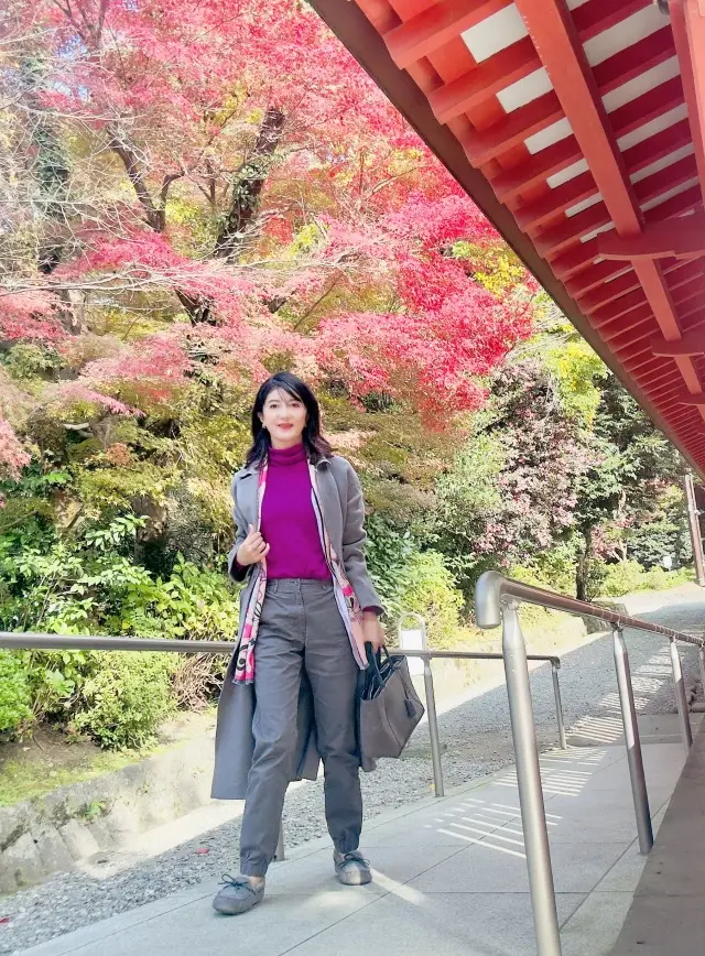 富士山本宮浅間大社 × ユニクロのジョガーパンツ_1_3