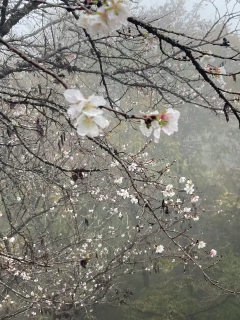 寶登山の冬桜は満開です　marigatブログより