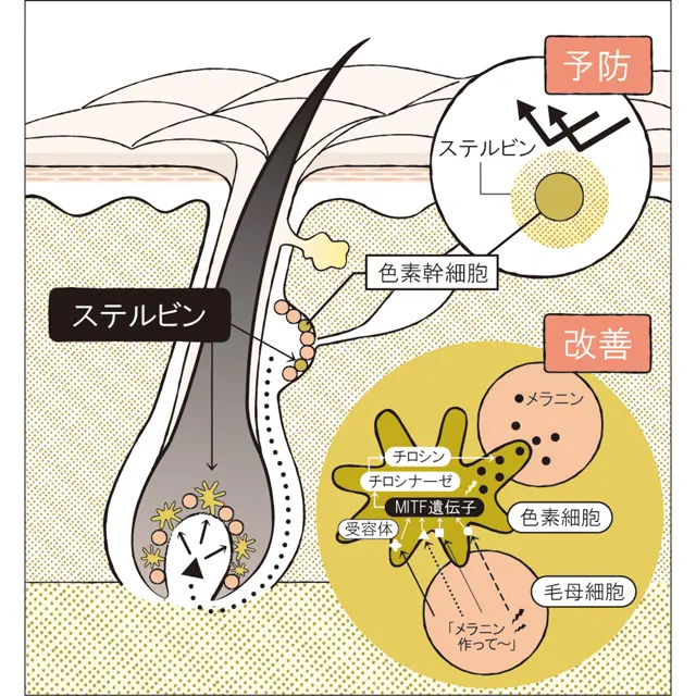 資料・写真提供:ホーユー