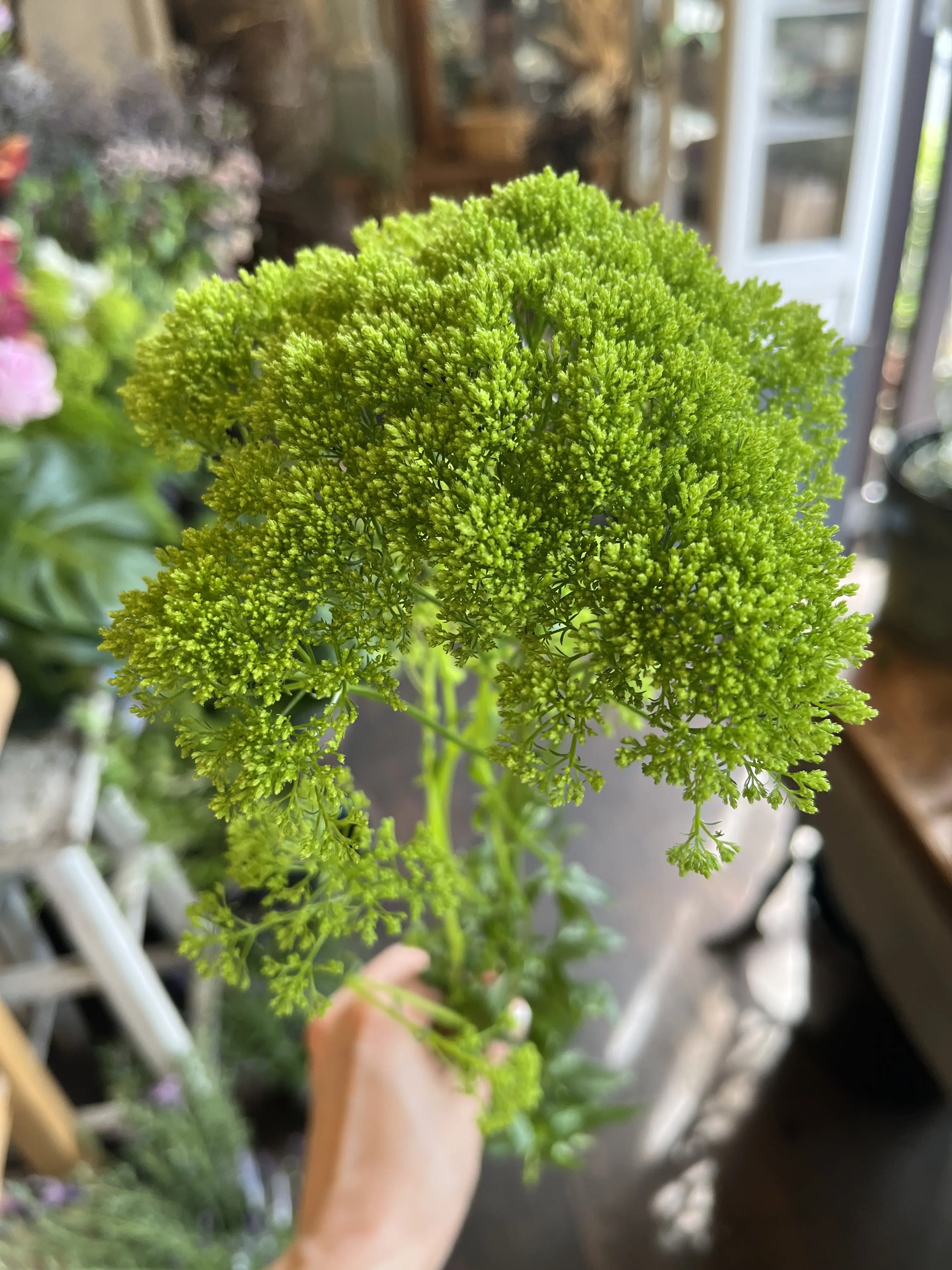 最近の〝花活〟_1_8