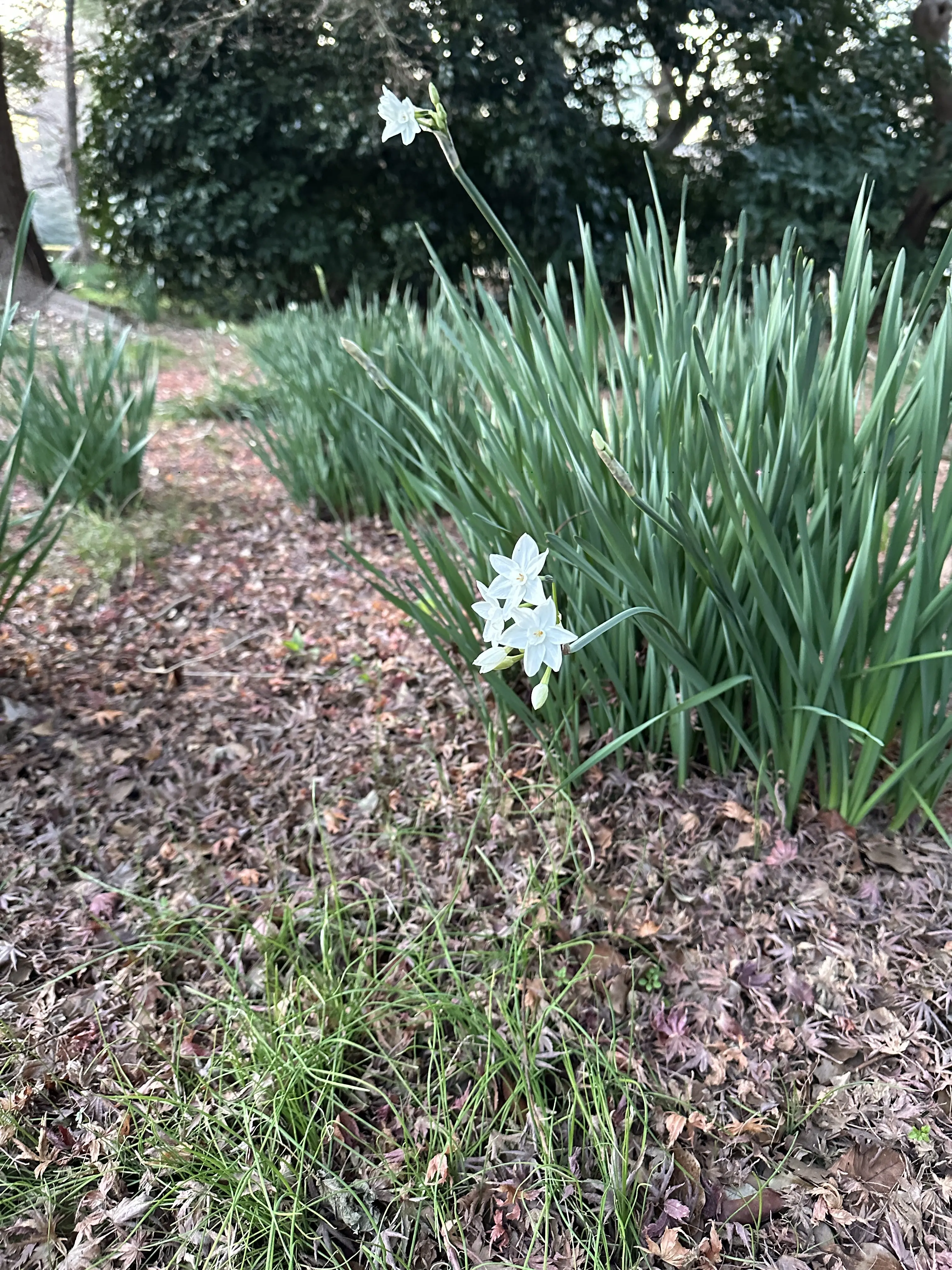 新宿御苑　冬　散策　新宿　公園　都内　自然　花　草木