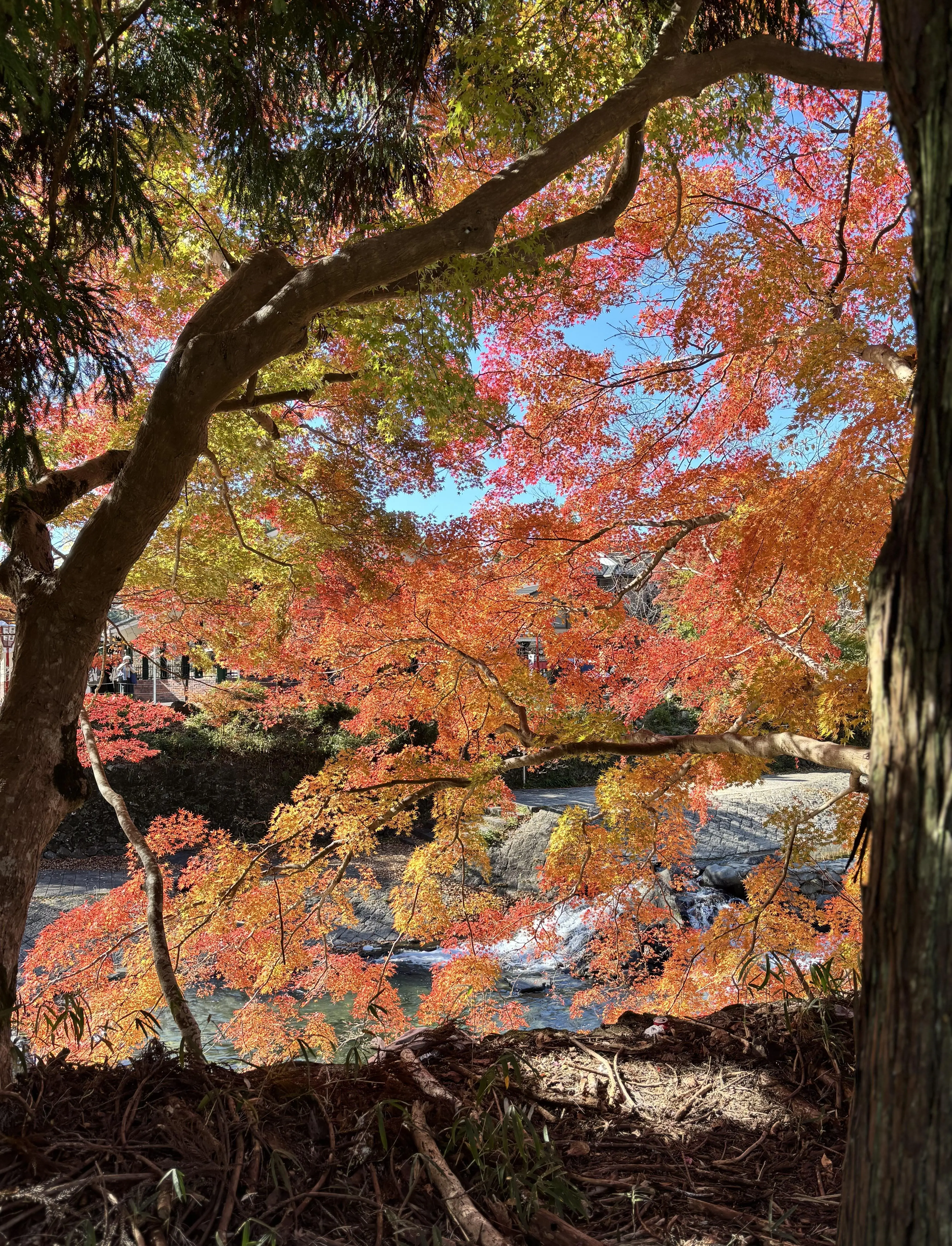 紅葉の向こうに高野川のせせらぎ