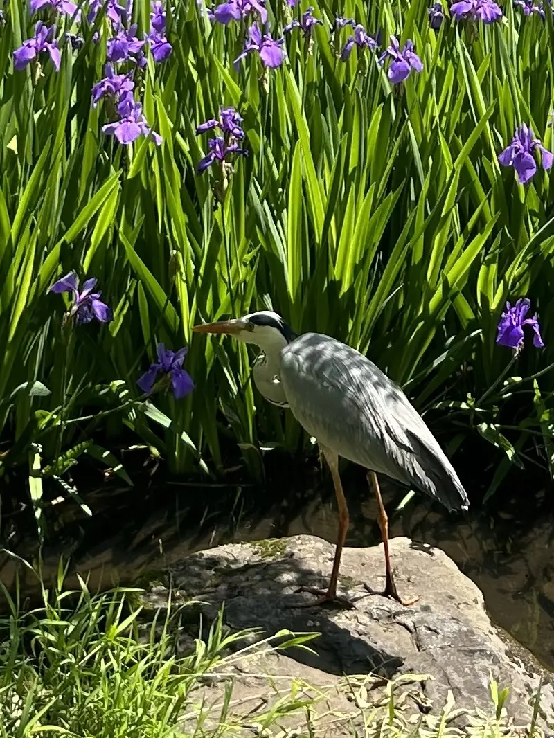 モケモケベストとジーンズでお出かけ。目の前には一面に広がる燕子花。そしてアオサギ。_1_11