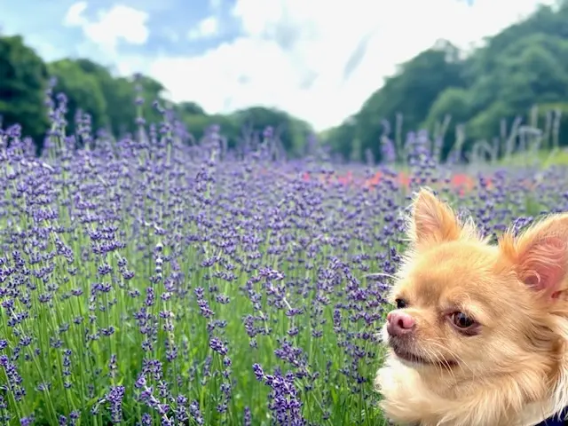 白シャツとデニムでラベンダー畑へ♪_1_6