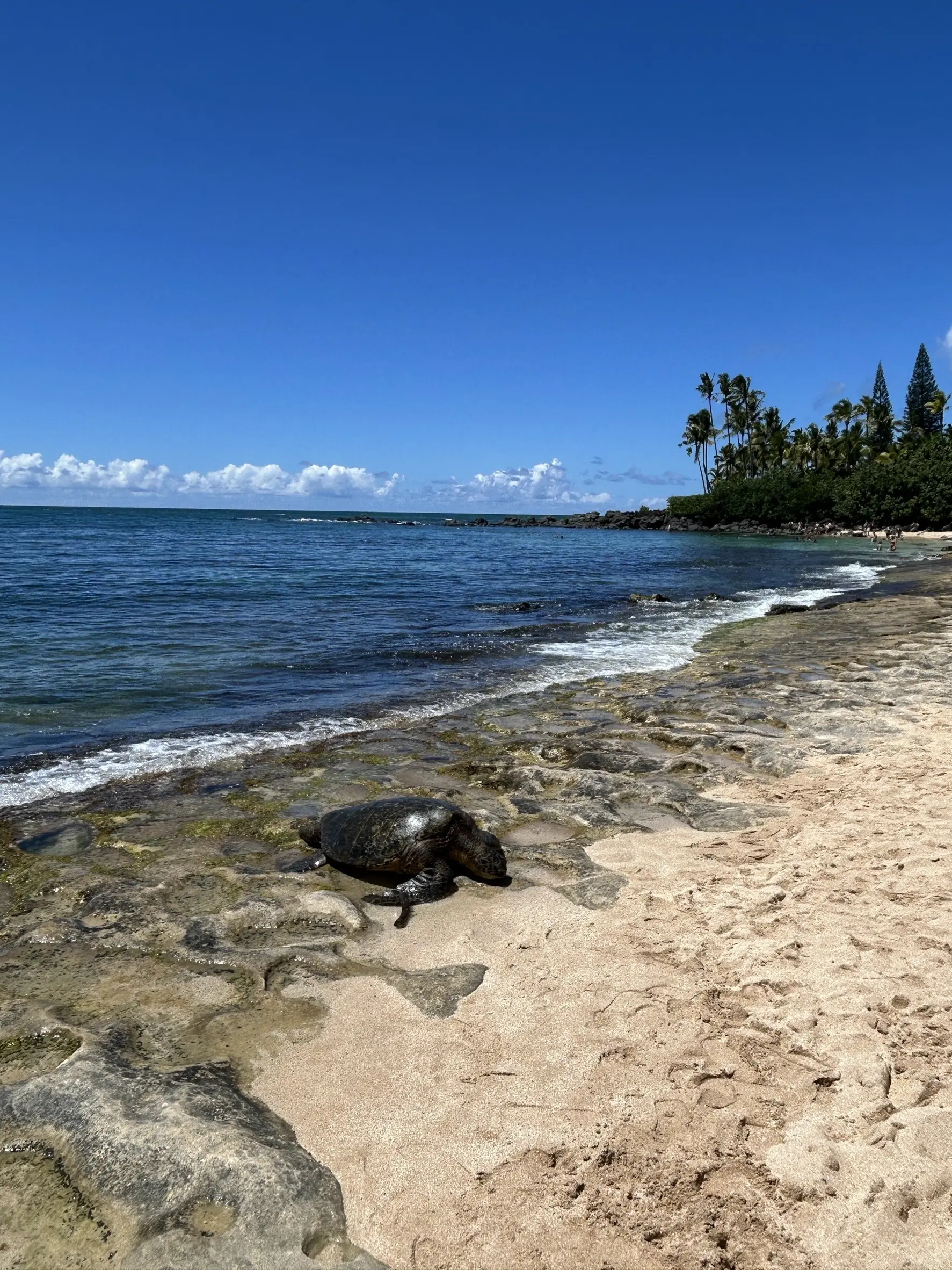 サマーバケーション in Hawaii ~カフェと海とタートルと〜_1_16