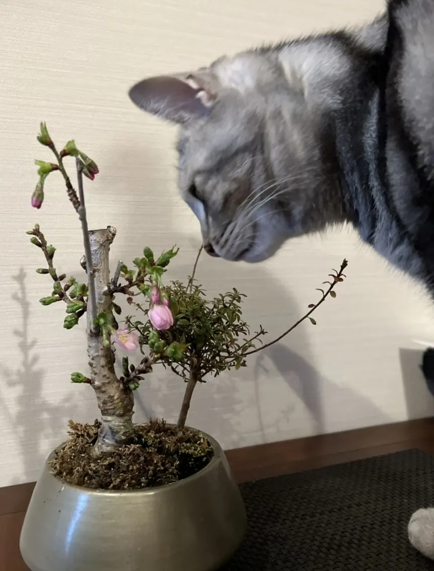 桜の盆栽とアラン