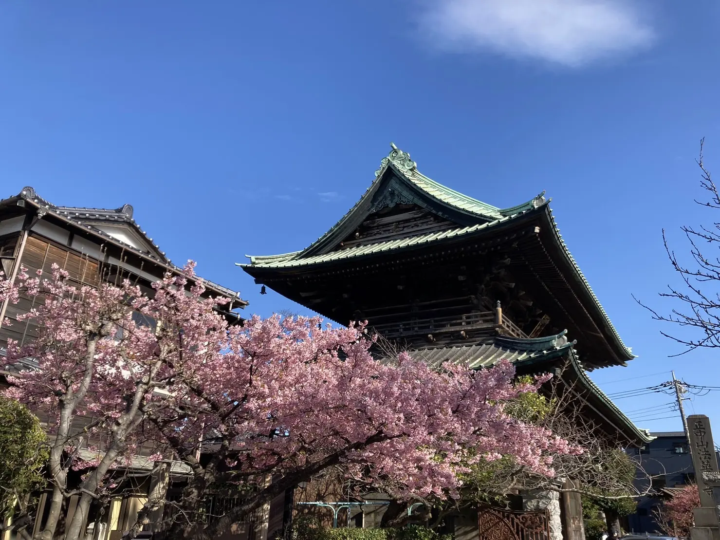 桜と法華経寺