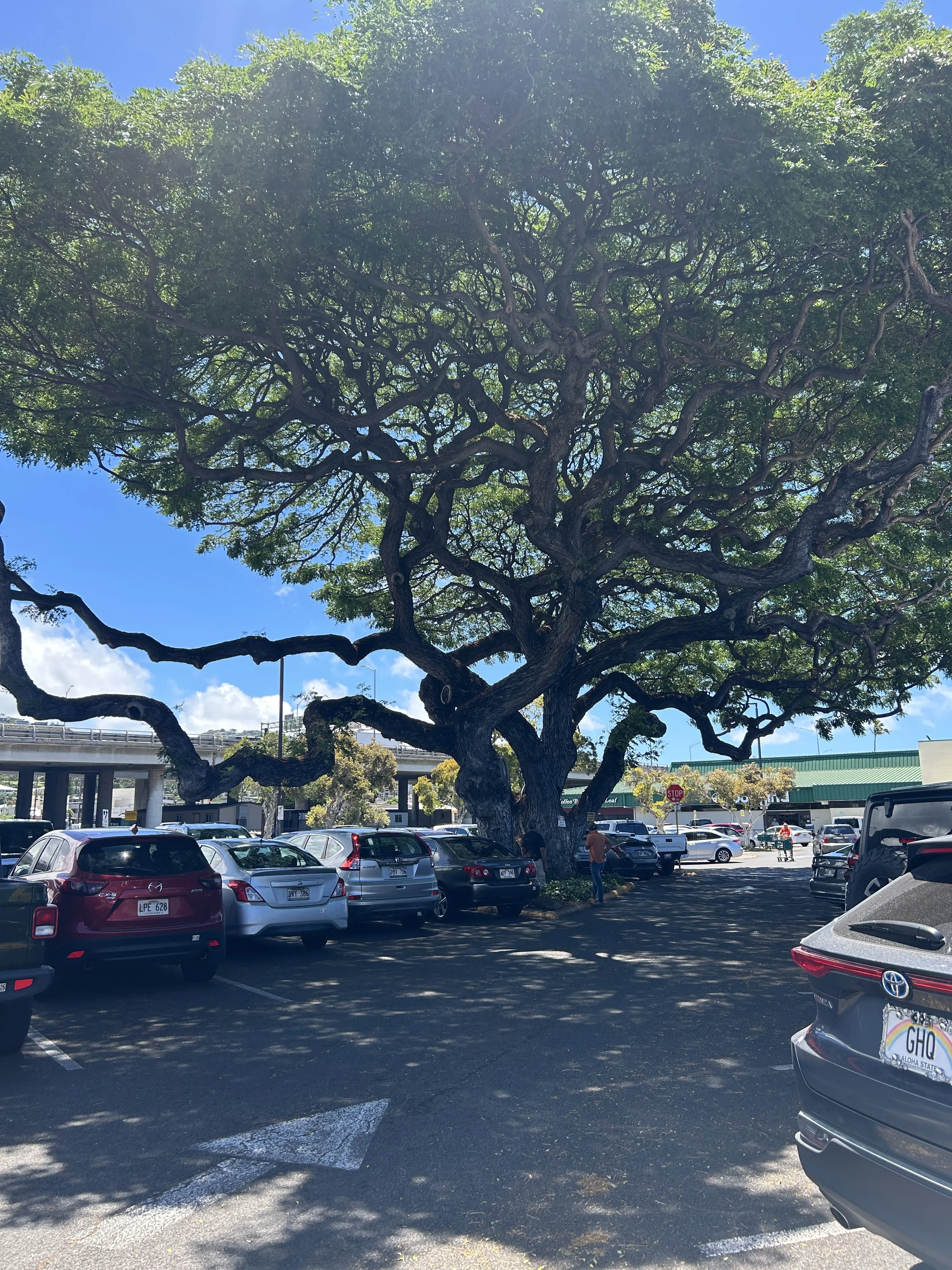 サマーバケーション in Hawaii ~カフェと海とタートルと〜_1_2