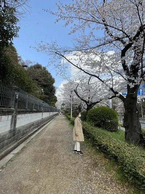 英国大使館前の桜並木