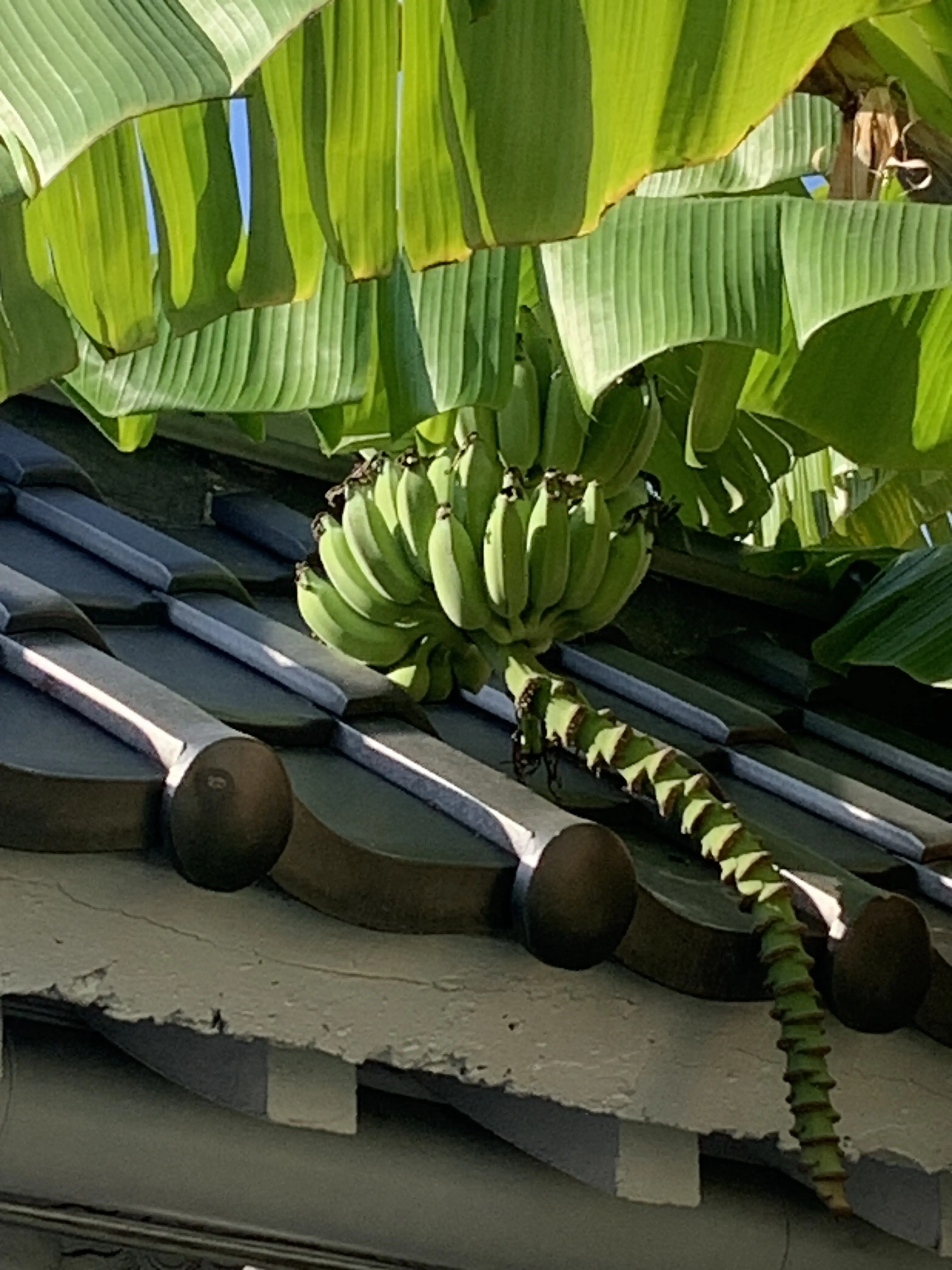 宝覚寺で育つ台湾バナナ