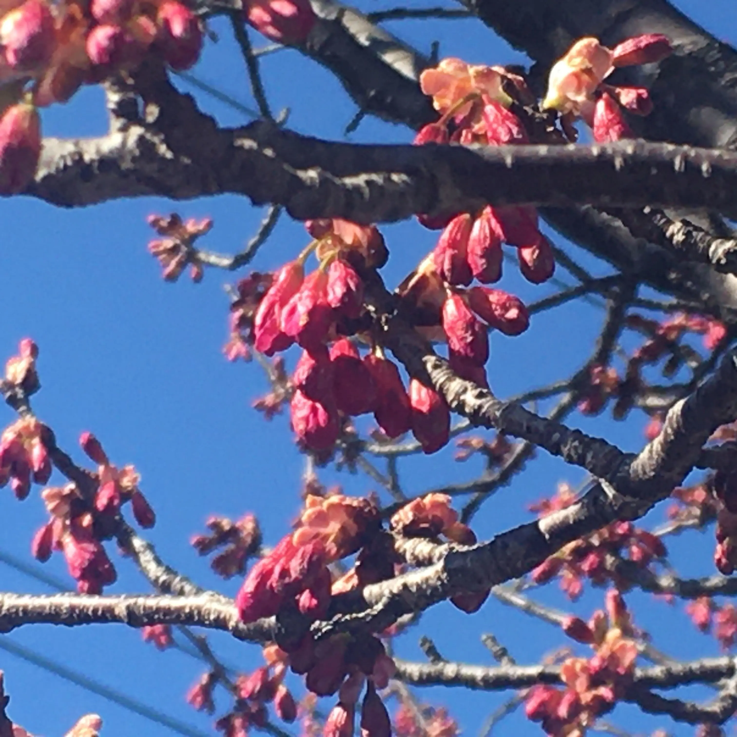 もうすぐ咲きそうな寒緋桜