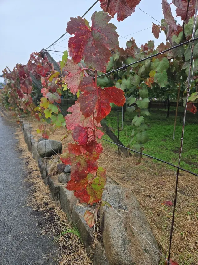 ワインツーリズム やまなし・秋 2025 勝沼_1_19