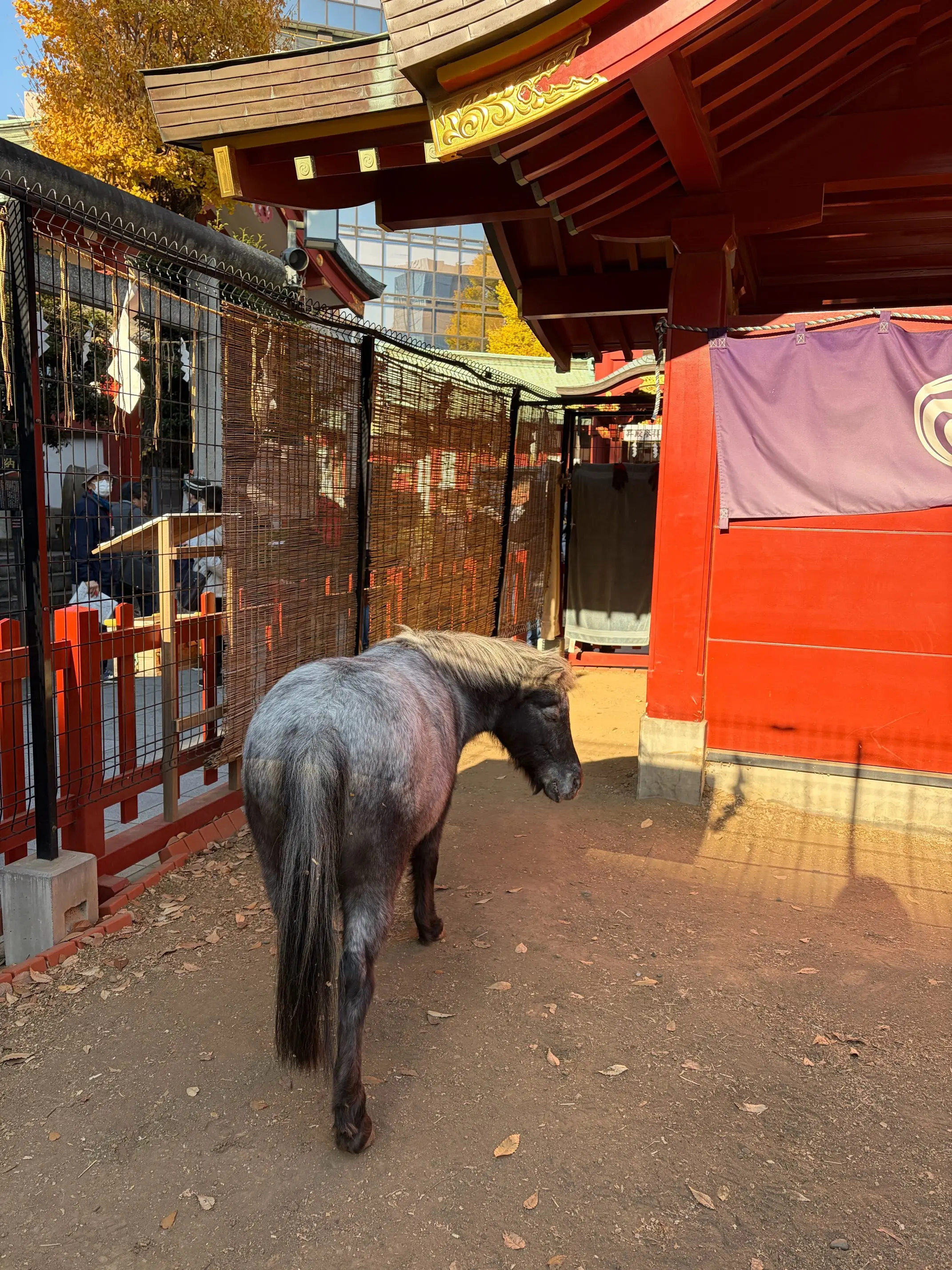 【東京さんぽ】そろそろ気になる午年の主役、神馬あかりちゃん。_1_15