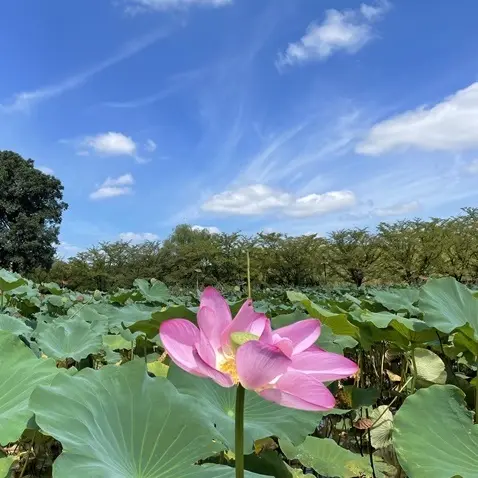 埼玉県行田市古代蓮の里