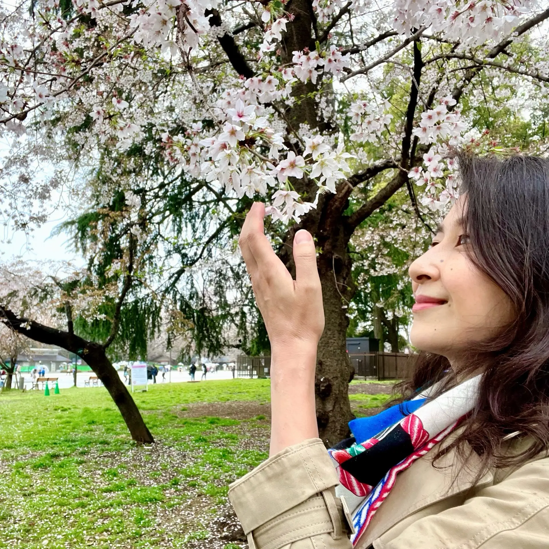 上野恩賜公園の桜と私