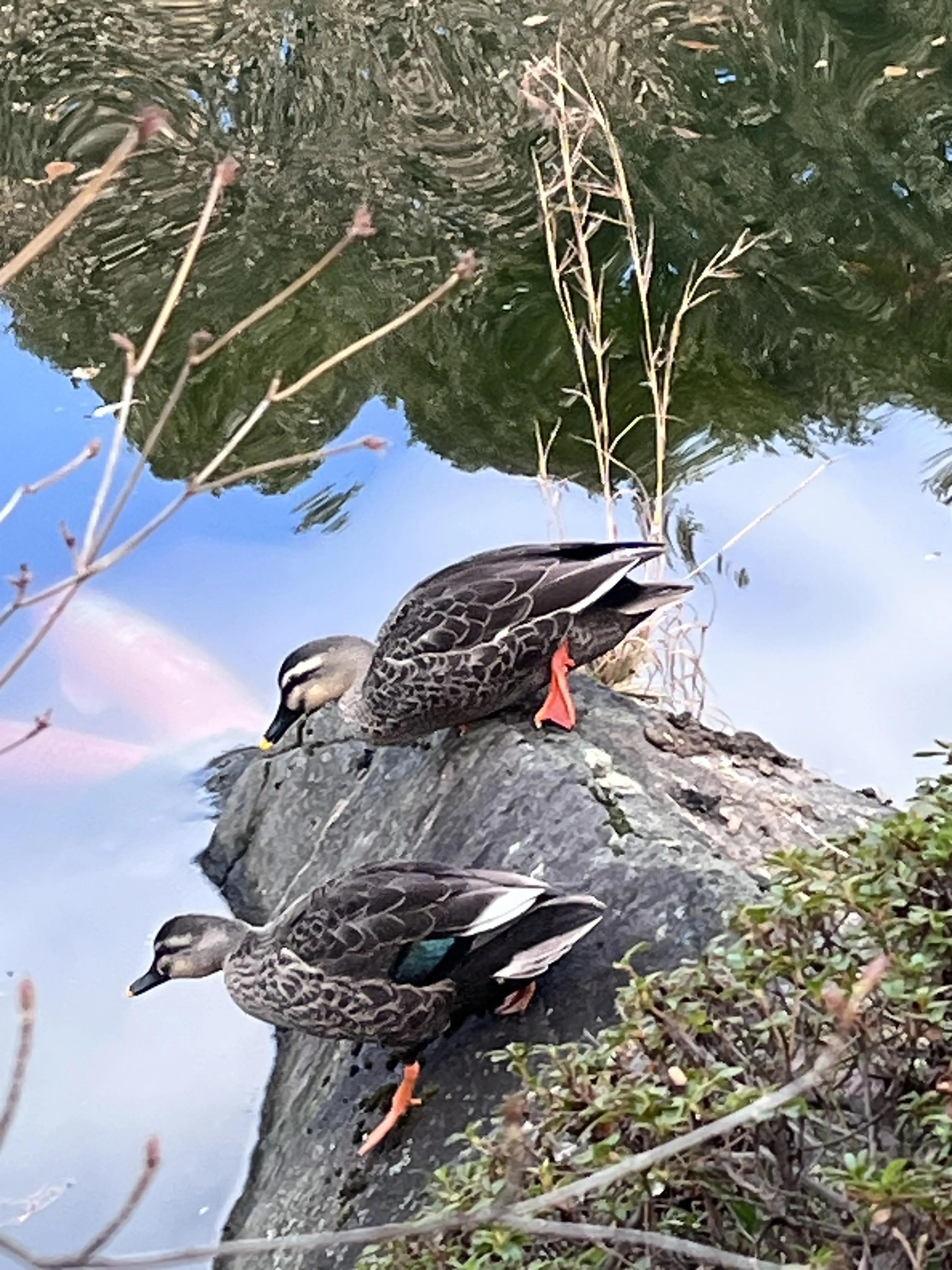 らくらくスニーカーで目白界隈1人散歩_1_14