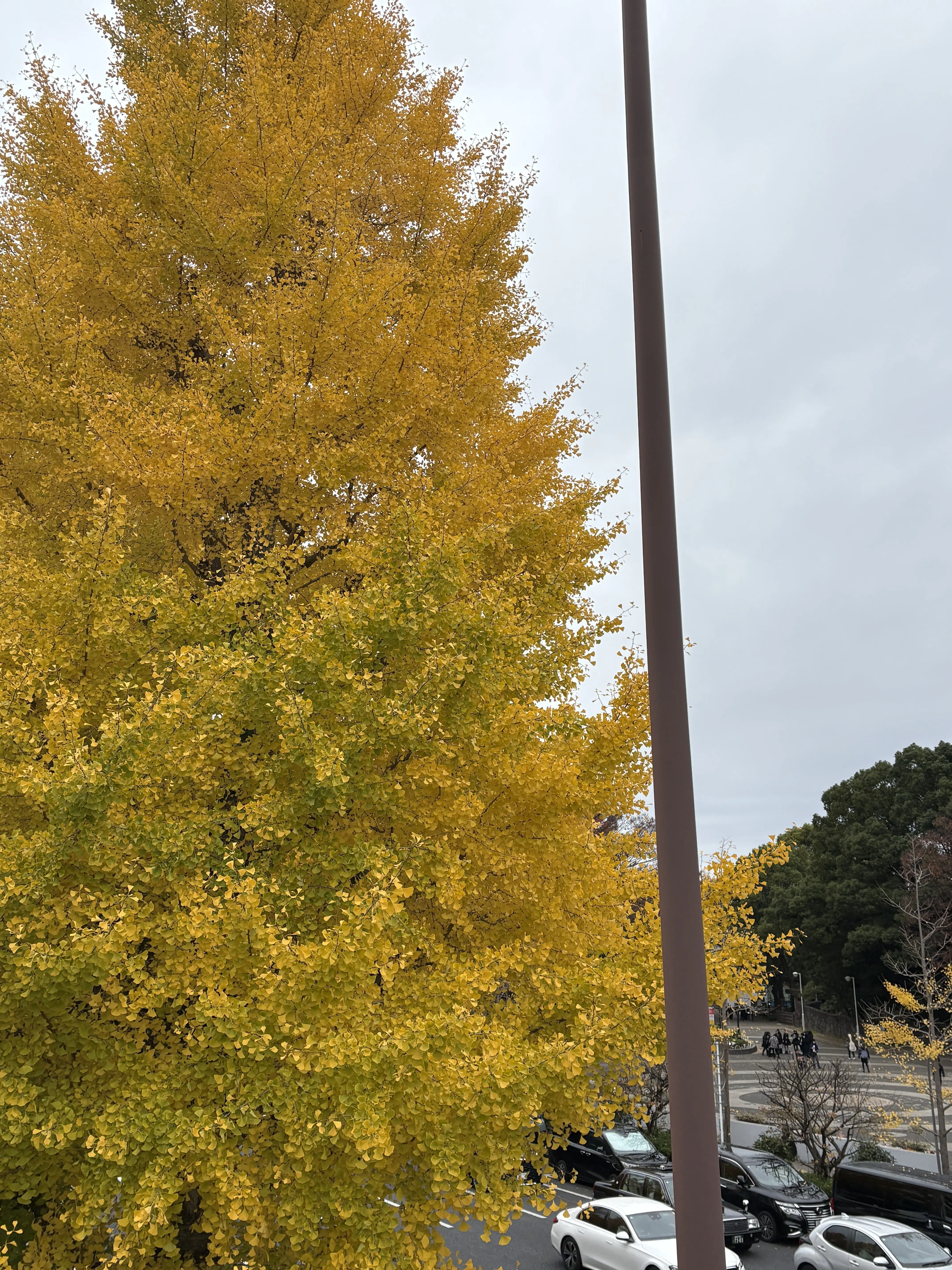 記憶辿り散歩からのグルメたち_1_1-1