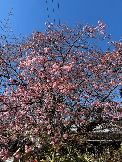 伊豆へ河津桜を見に行ってきました♪_1_4