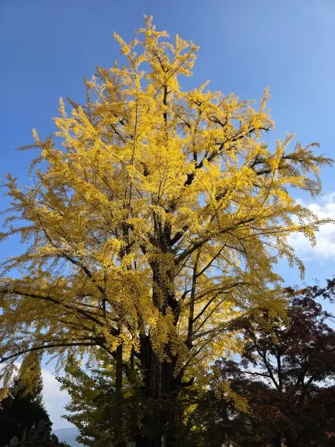 秋の紅葉とランチ_1_7