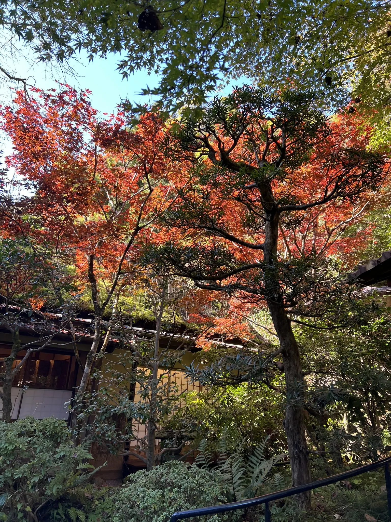 うかい鳥山