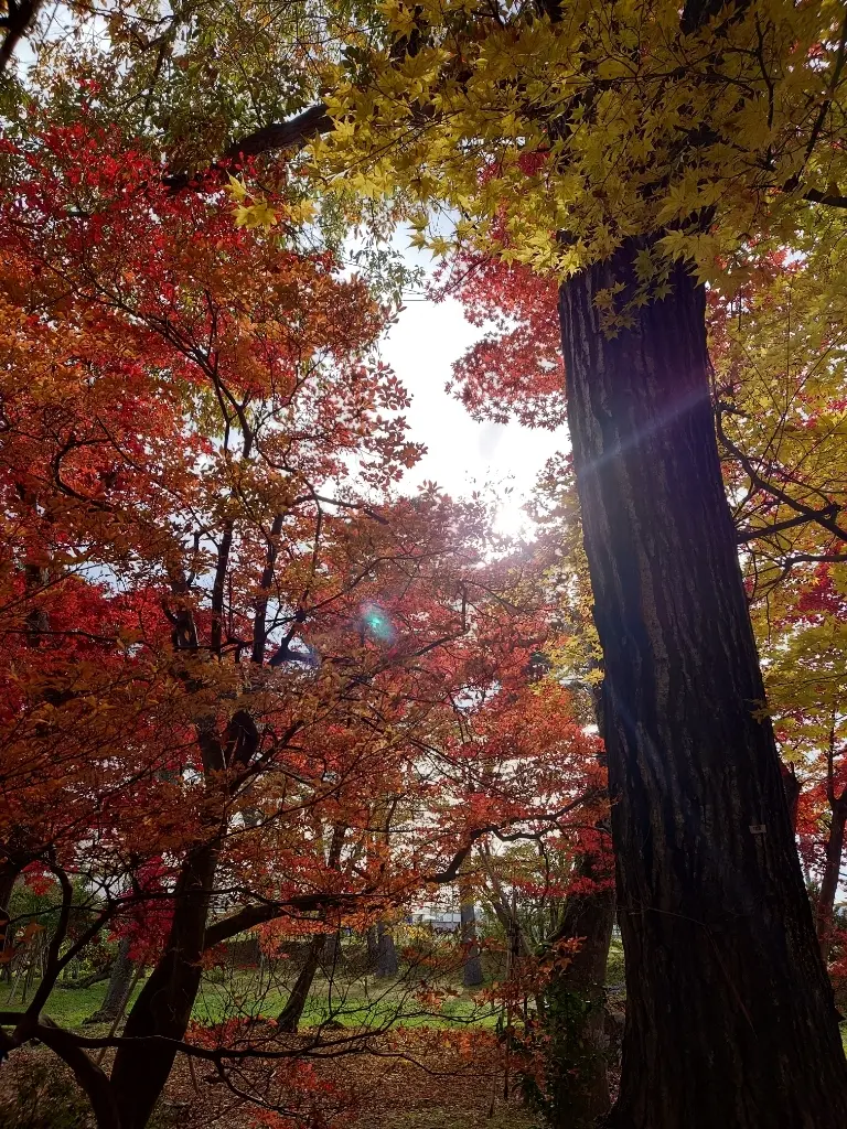 紅葉と木洩れ日