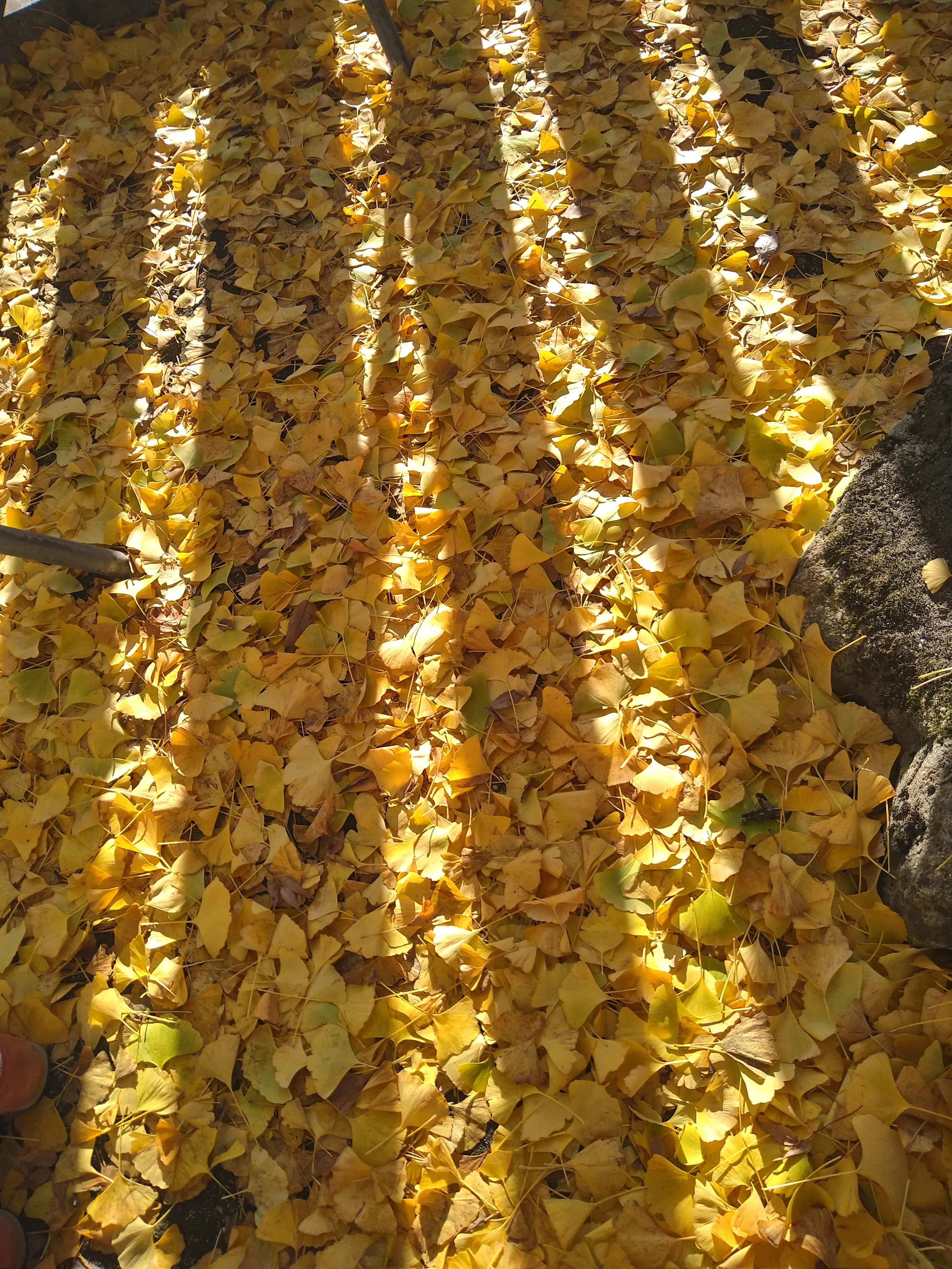 秋を探し求めて…紅葉に大銀杏に、行列の出来る鯛焼まで♡♡♡_1_19