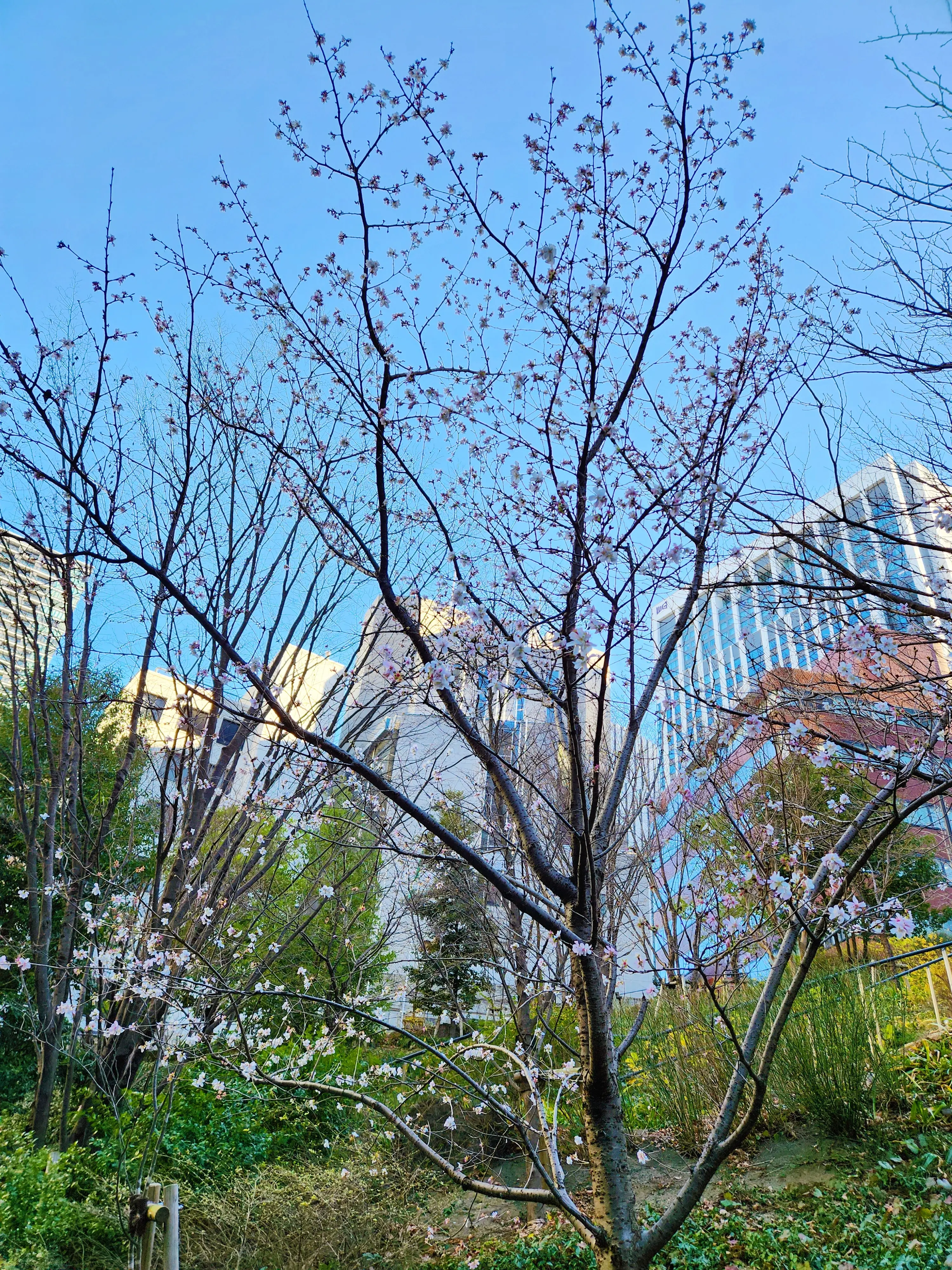 早咲きの桜のピンク色が青空に映えて綺麗でした。