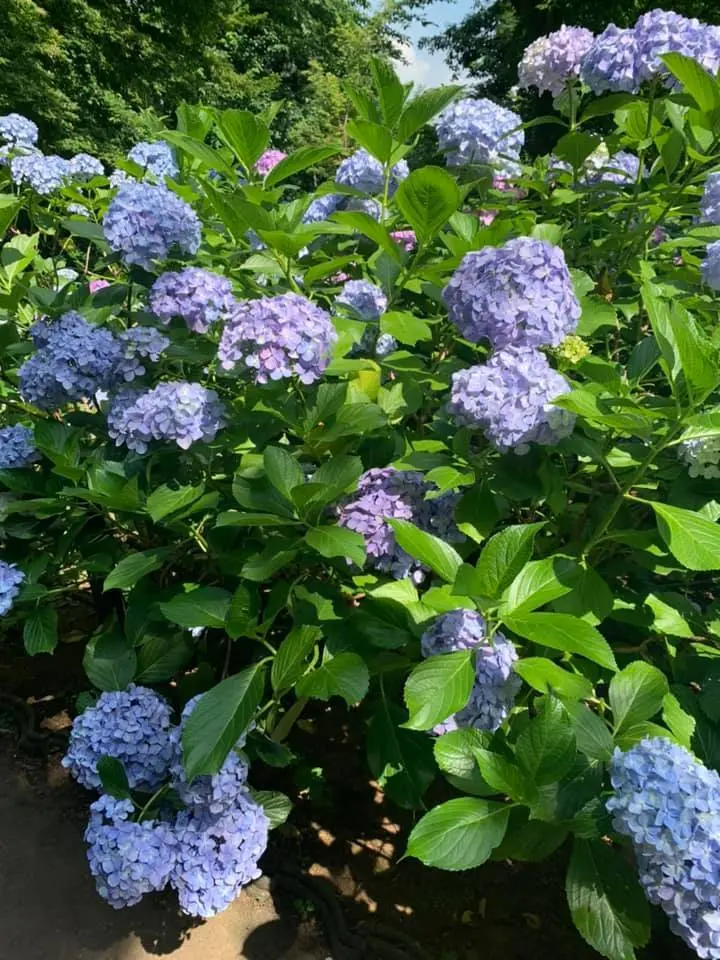 近所で小旅行気分になれる朝いちばんの紫陽花寺散歩_1_3-1