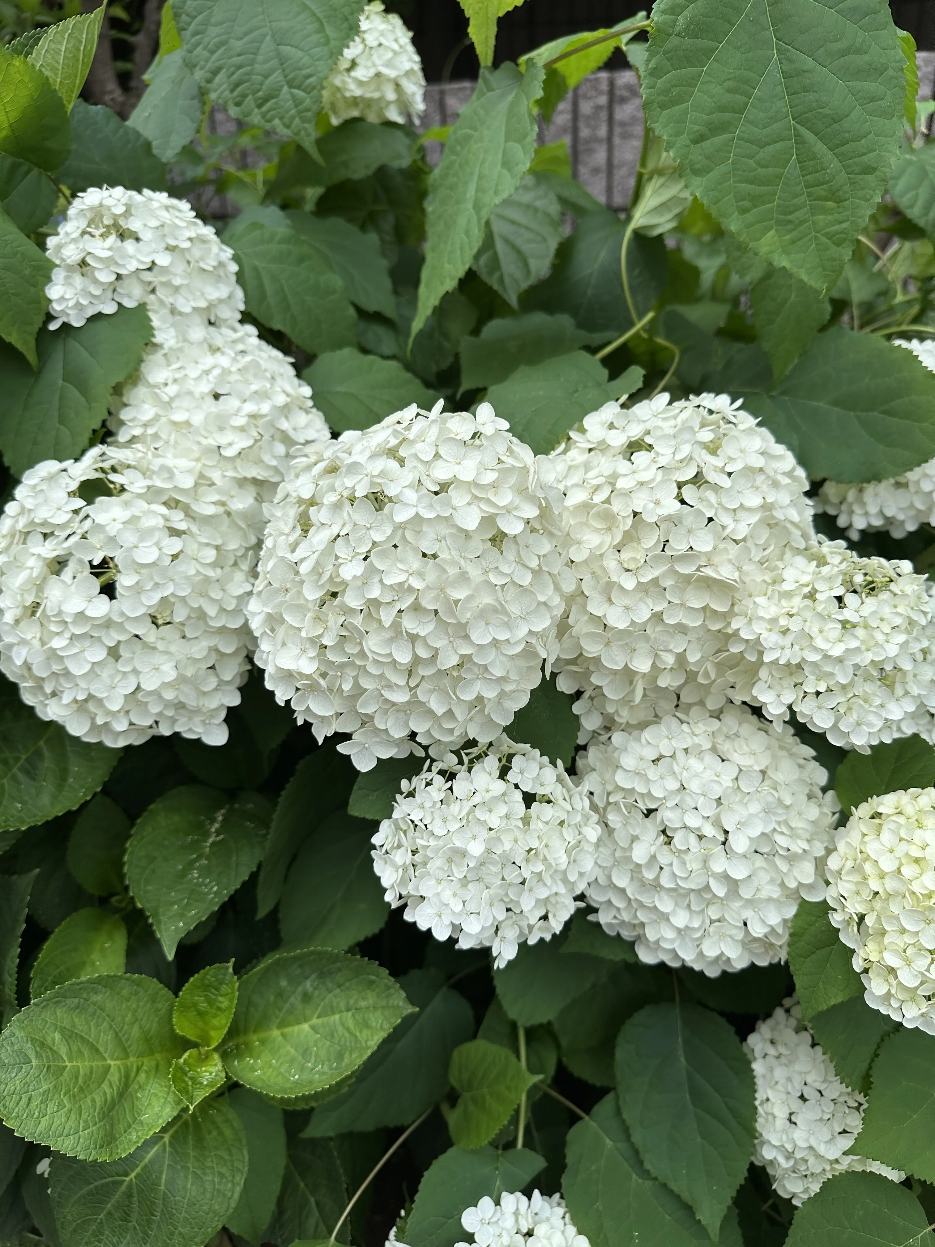 白い紫陽花