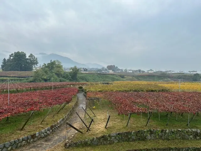 ワインツーリズム やまなし・秋 2025 勝沼_1_1