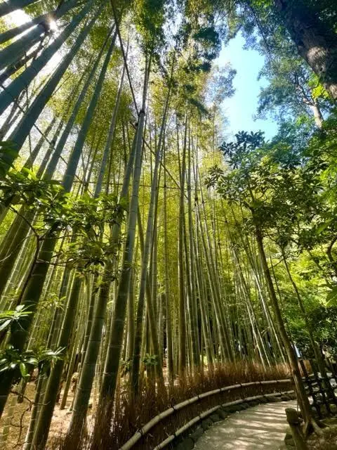 報国寺　竹の庭